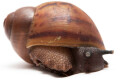 Archachatina marginata suturalis Nigeria typ 1a juvenil